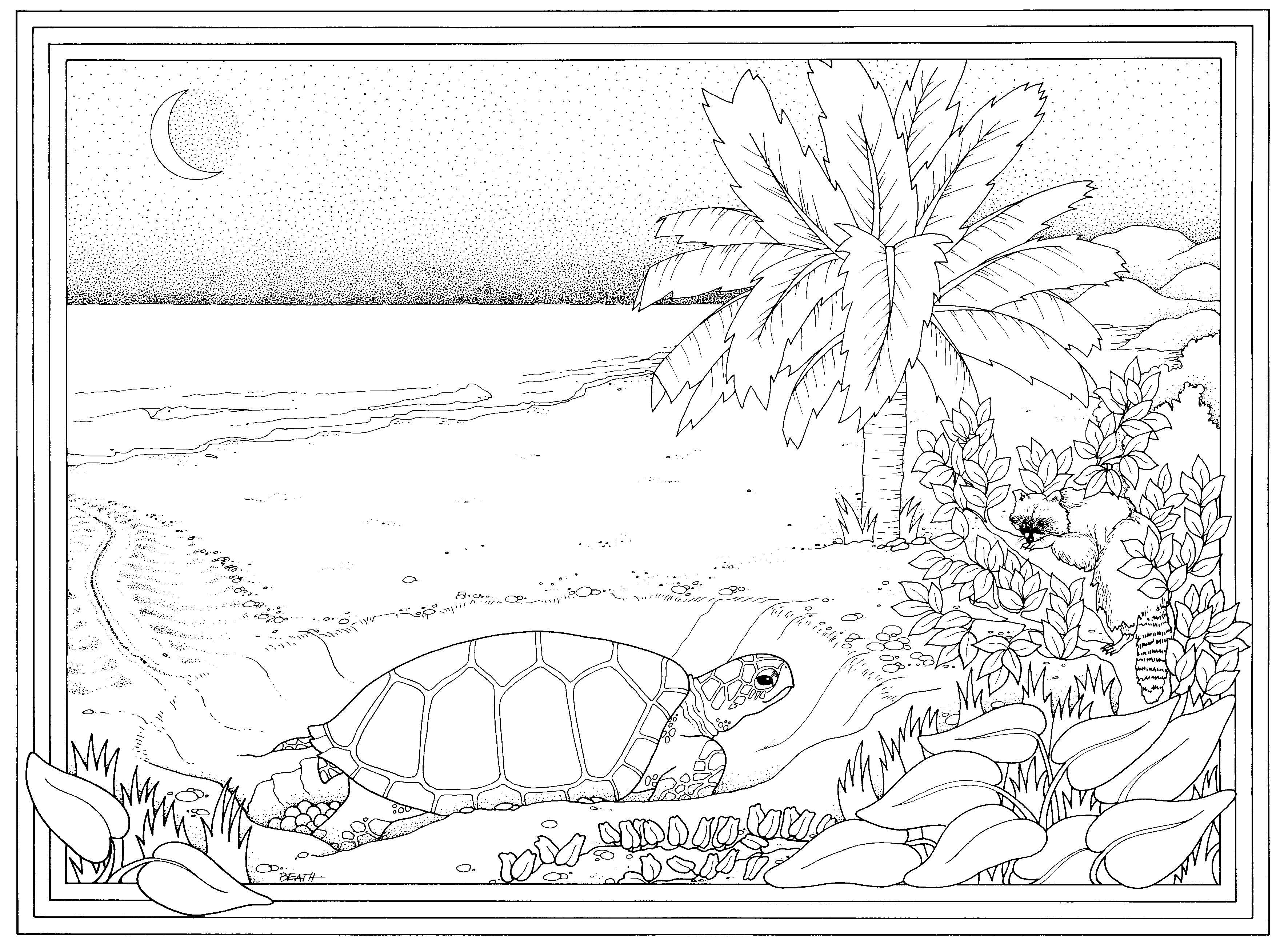 female-turtle-nesting_web.jpg